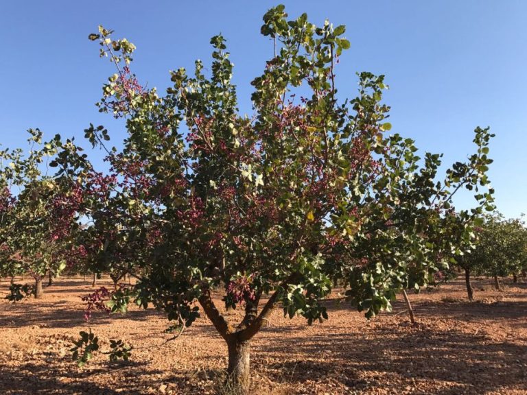 Más de 9.600 productores de frutales y frutos de cáscara de Castilla-La Mancha recibirán una ayuda extraordinaria de 7,1 millones de euros