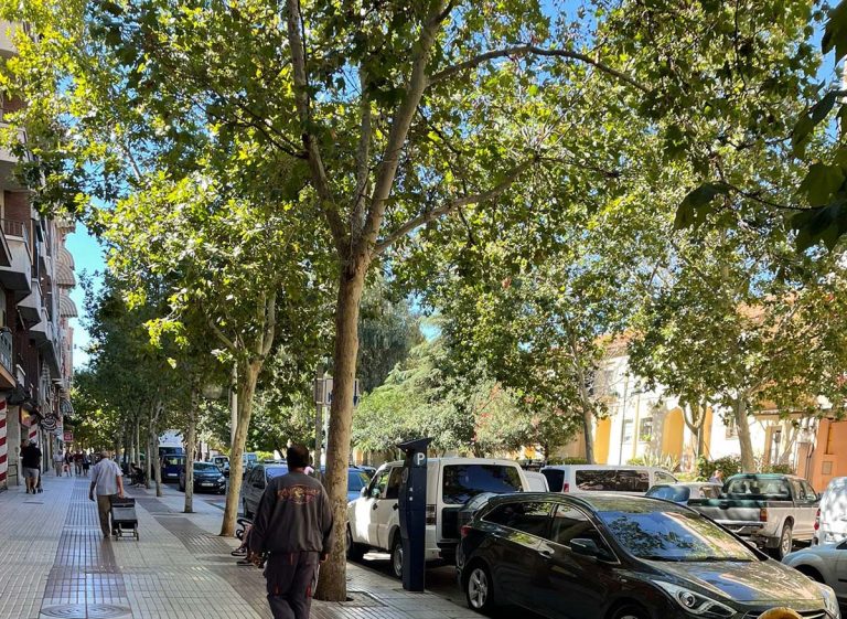 Ecologistas en Acción exige al ayuntamiento de Puertollano la inmediata paralización de las talas en la calle Ancha y llama a la movilización ciudadana