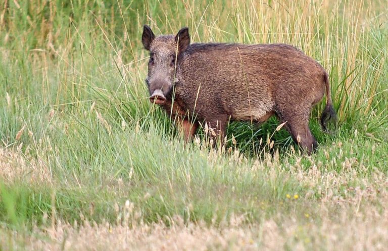 El Gobierno de Castilla-La Mancha abre este sábado la temporada hábil de caza mayor y menor aumentando los cotos sociales