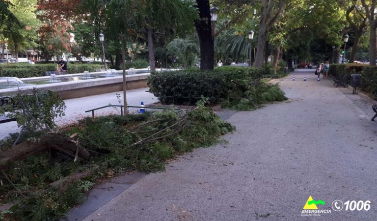 Puertollano: Cae otra gran rama en el Paseo de San Gregorio
