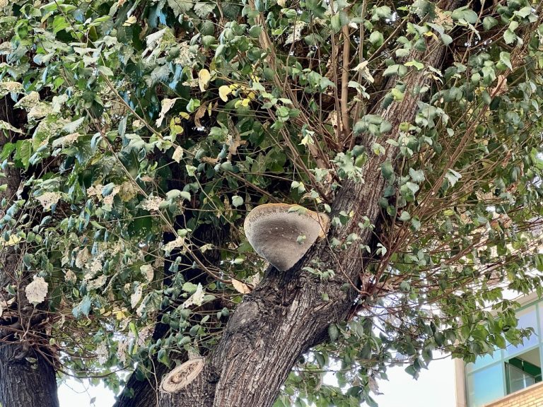 Localizado un fantástico hongo en el corazón de Puertollano