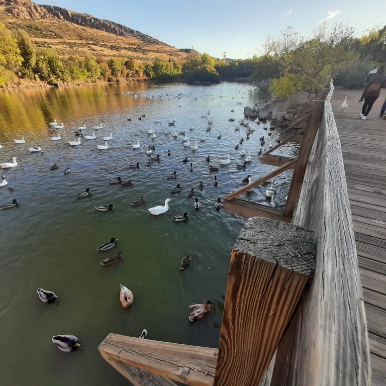 Los patos de Puertollano comerán pienso con vitaminas: El consistorio prevé un gasto de 20.000 euros anuales