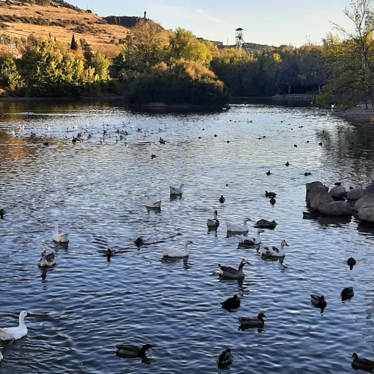 Alimento pa los patos de Puertollano