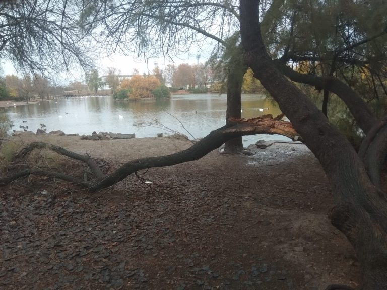 Puertollano: Piden más cuidados para preservar la masa arbórea de las Pocitas y prevenir accidentes