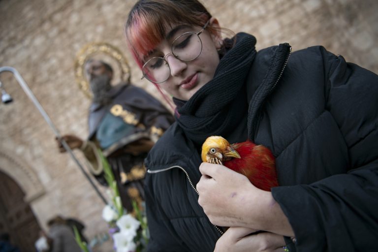 Ciudad Real: Pichu, un exótico faisán dorado de China, se lleva la estatuilla de San Antón