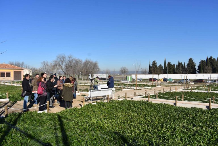 Cuatro asociaciones de Ciudad Real reciben los primeros huertos urbanos de la calle Sol