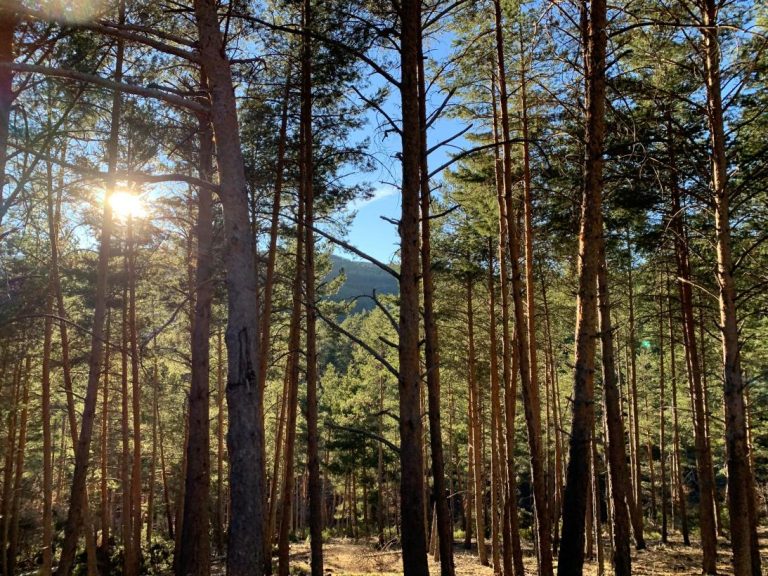 El Gobierno de Castilla-La Mancha abona cerca de 5,5 millones de euros en ayudas para la forestación de tierras agrícolas