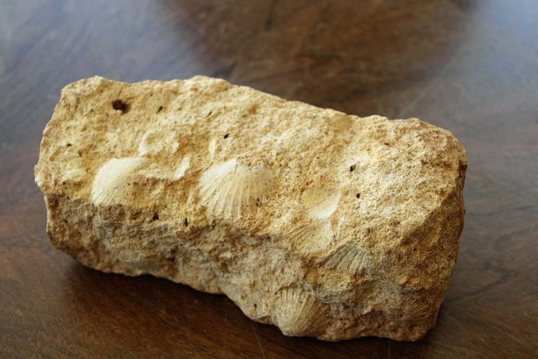 La estela funeraria del Castillejo de Bonete, un nuevo tesoro a disfrutar en el Museo Provincial de Ciudad Real