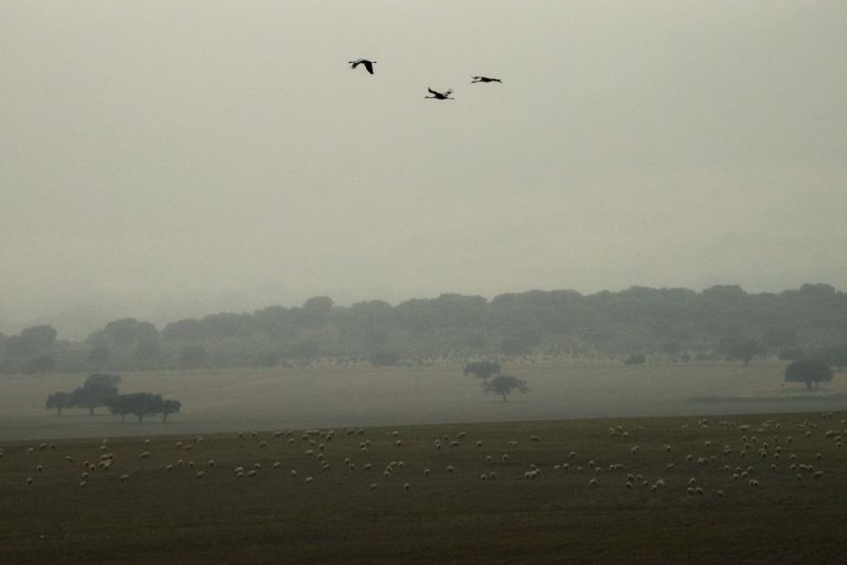 El IV Festival de las Grullas del Valle de Alcudia reunirá a un centenar de personas en torno a estas bellas aves