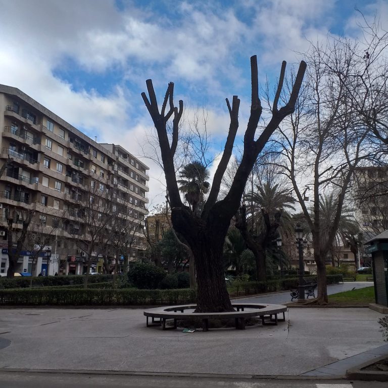 Puertollano: Íber teme la tala del olmo centenario del Paseo por la construcción de una glorieta de tráfico