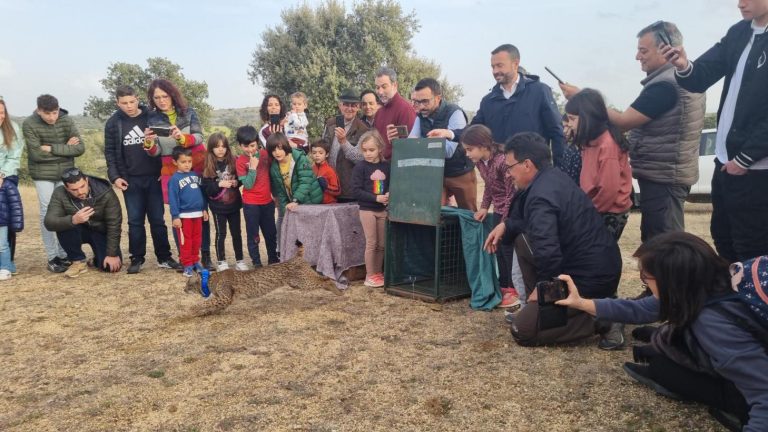 El Gobierno de Castilla-La Mancha muestra su gran satisfacción por el éxito del programa de reintroducción del lince ibérico con más de 582 ejemplares asentados en el territorio