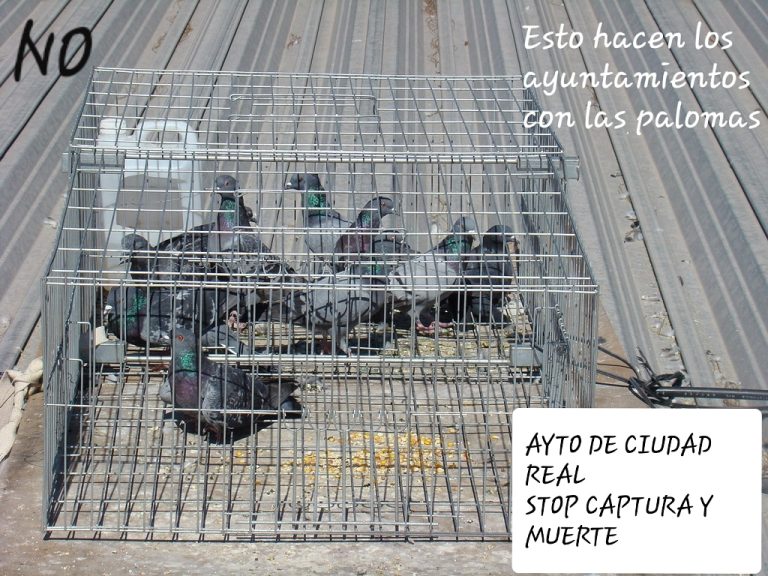 Carta al Ayuntamiento de Ciudad Real ante el «exterminio» de palomas