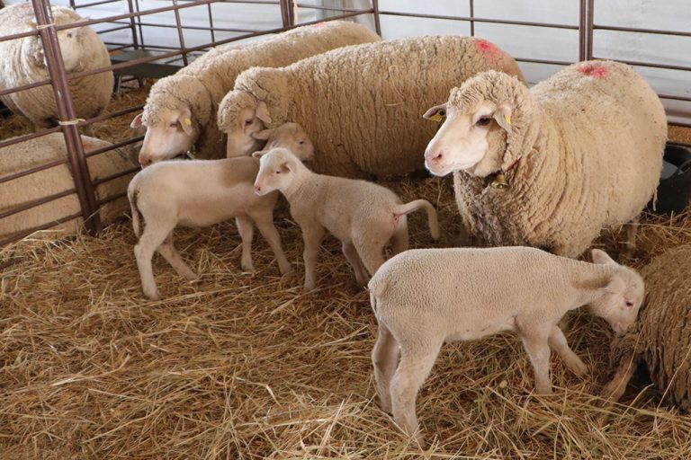 El Ayuntamiento de Brazatortas promocionará el cordero del Valle de Alcudia durante ‘Sabores del Quijote’