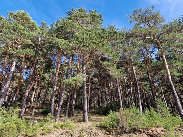 El Gobierno de Castilla-La Mancha organiza diversas actividades en los espacios naturales para celebrar el Día Internacional de los Bosques
