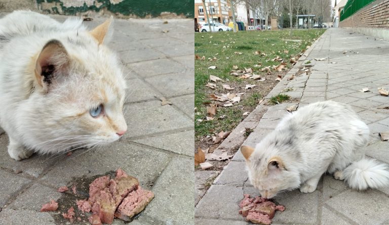 ¿Reconoces este gato?