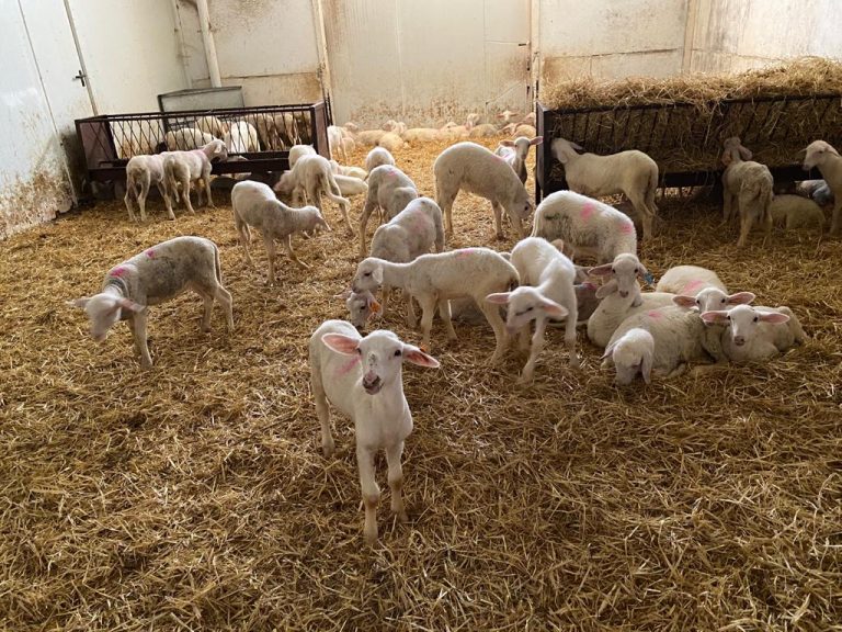 El Gobierno de Castilla-La Mancha abona estos días más de 16,2 millones de euros de la PAC a 6.218 agricultores de Ciudad Real