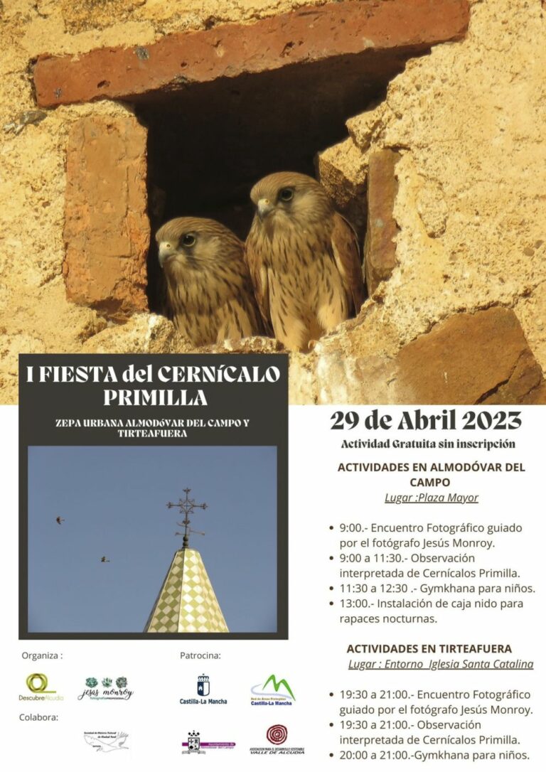 Almodóvar del Campo y Tirteafuera albergan el sábado 29 de abril la I Fiesta del Cernícalo Primilla