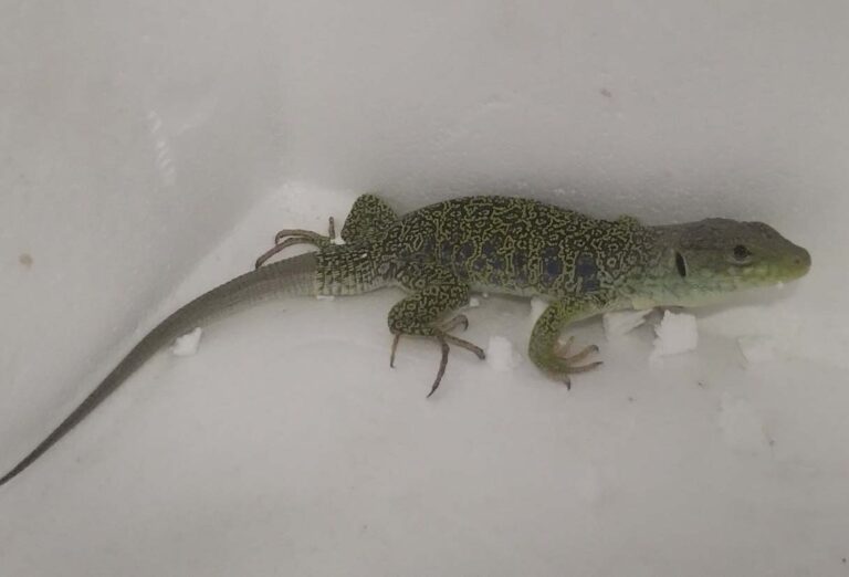 Se cuela un lagarto en un cole de Puertollano y tiene que actuar la Policía Local