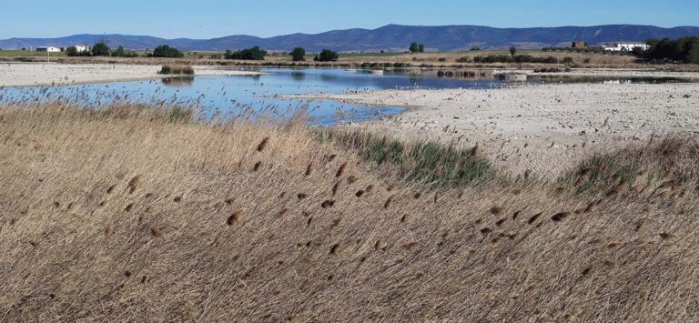 El Ayuntamiento de Daimiel solicitará un informe para constatar los motivos de desecación de la laguna Navaseca