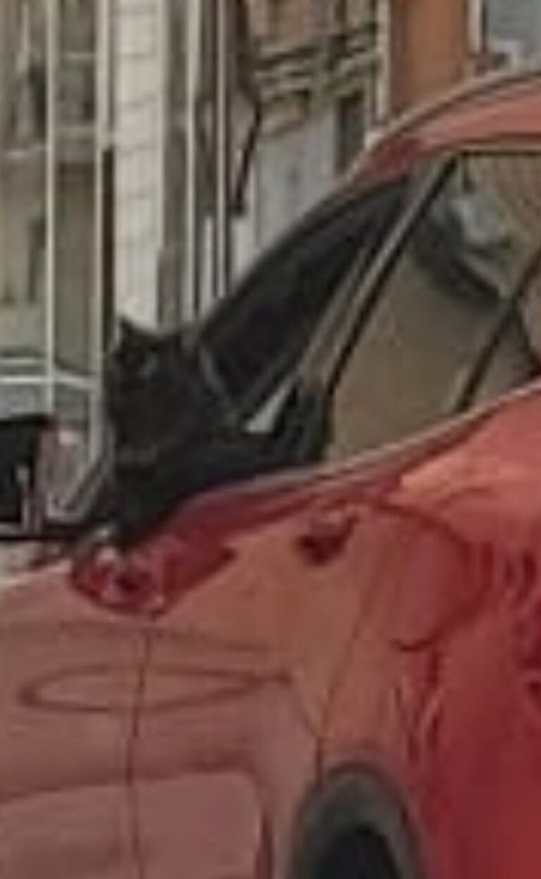 Puertollano: Un vehículo camuflado de la Policía Local detecta a un gato en el asiento del conductor de un coche en marcha