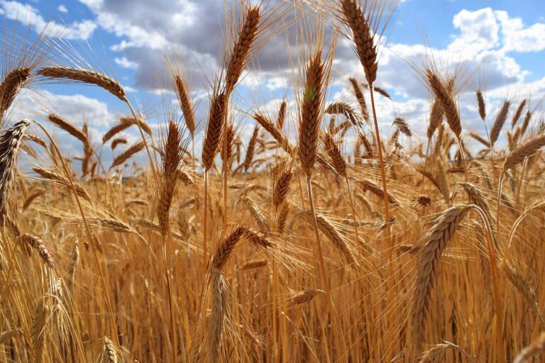 El Gobierno de Castilla-La Mancha abona más de 10,4 millones de euros de la PAC a 25.000 agricultores y ganaderos de Ciudad Real