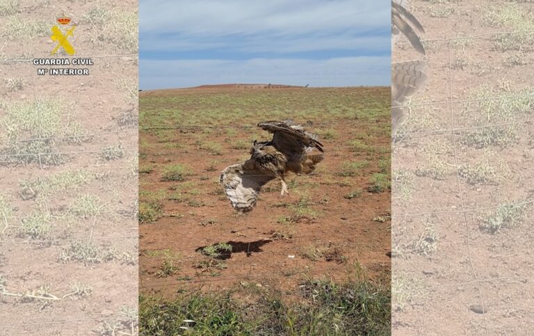 El SEPRONA rescata un Búho Real atrapado en un vallado de espino