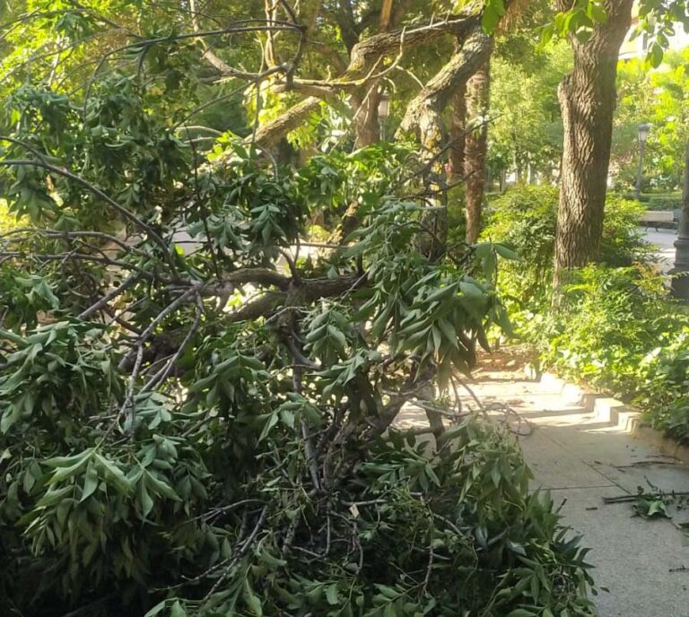 Puertollano: Cae una rama de grandes dimensiones en la zona peatonal del Paseo de San Gregorio