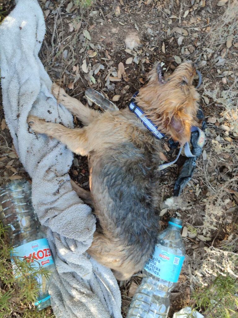 SEPRONA rescata a dos perros en el Parque Natural de las Lagunas de Ruidera