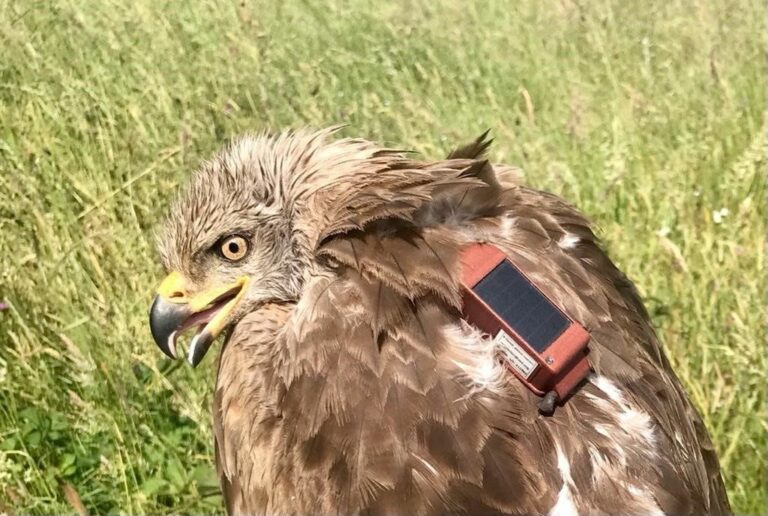 SEO/BirdLife marca ejemplares de ganga ibérica en C-LM para conocer sus movimientos y problemas para criar