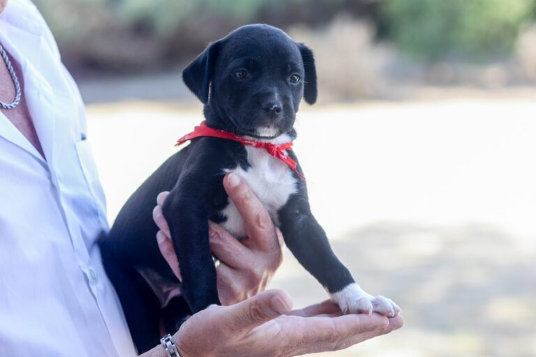 C-LM, Andalucía, Galicia y CyL suman en 2022 el 70% de los accidentes por atropellar a a perros y gatos, según DGT