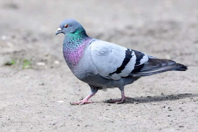 Ciudad Real ante la nueva Ley de Bienestar Animal
