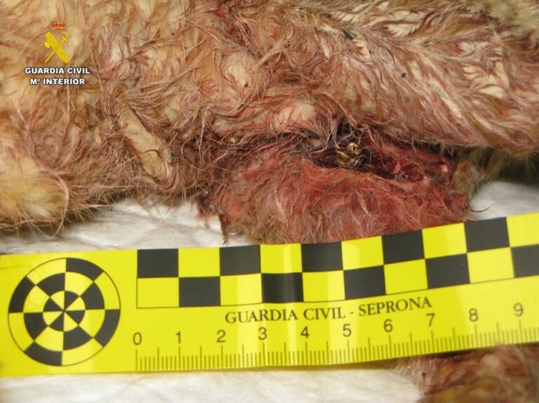 Investigado por disparar y matar a un gato en Malagón