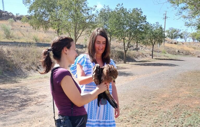 El Centro de Recuperación de Fauna Salvaje ‘El Chaparrillo’  ha recibido más de 700 ejemplares en lo que llevamos de año