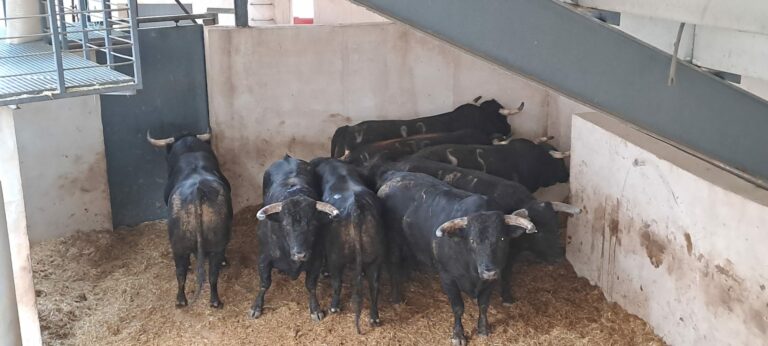 Imponente trapío de los toros de la corrida de rejones de Almodóvar del Campo