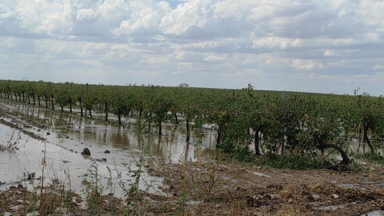 Socuéllamos estudia solicitar la declaración de zona gravemente afectada por el paso de la Dana