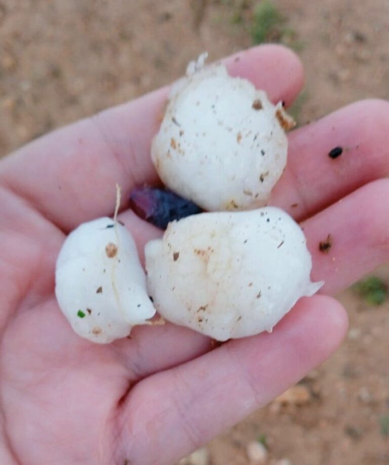 Las tormentas provocan daños en hortalizas