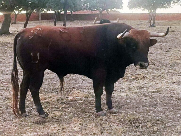 Expectación ante los festejos de la feria taurina de Almodóvar del Campo