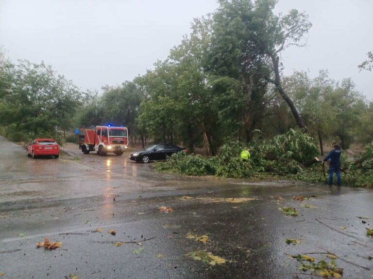 Puertollano: La caída de varios árboles frente a la gasolinera de la carretera de Asdrúbal obliga a cortar el tráfico