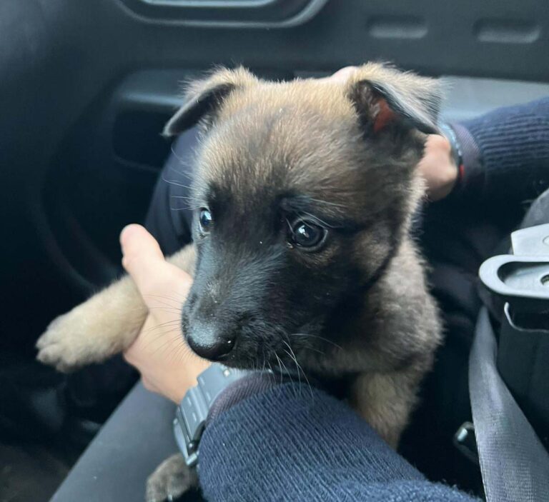 Agentes de Policía Nacional rescatan en Puertollano a esta monada