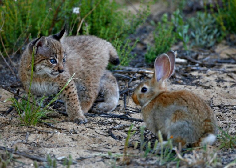 Cabañeros y Quintos de Mora podrían albergar poblaciones de lince ibérico