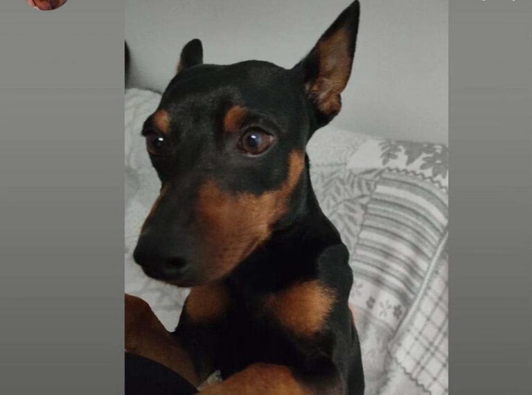 Puertollano: Piden ayuda para localizar a Teddy, un perrito extraviado en la zona de Los Encinares