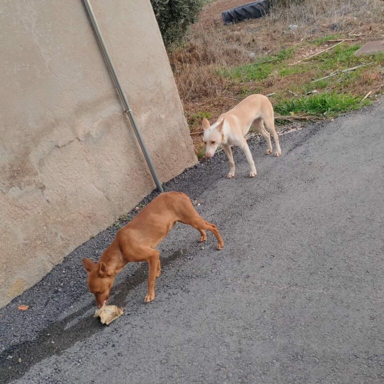 ASA Animalista rescata a cuatro perros, varios de ellos heridos, en Albaladejo