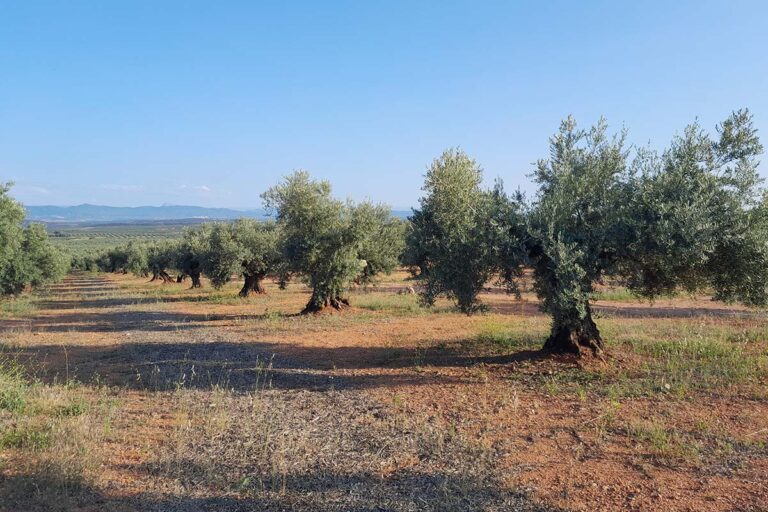 Trece asociaciones del Campo de Montiel firman un manifiesto contra la exploración de tierras raras en la provincia de Ciudad Real