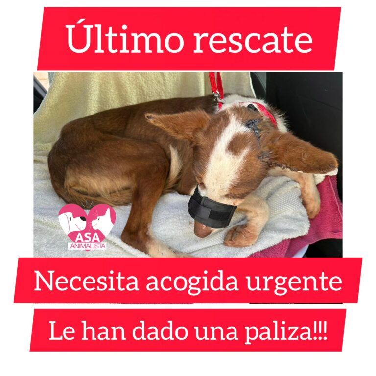 Acogida urgente para una perrita víctima de maltrato