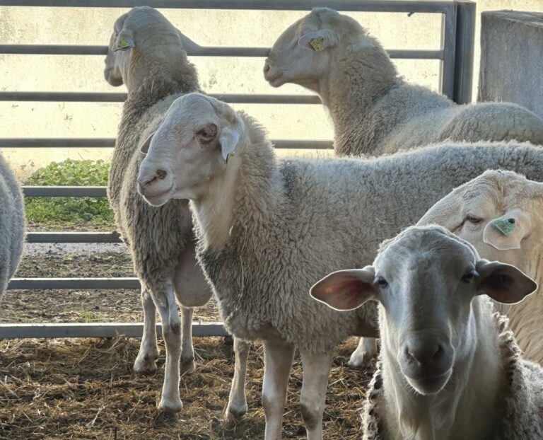 El Gobierno regional participa en el análisis y coordinación de las actuaciones a nivel nacional ante determinadas enfermedades animales