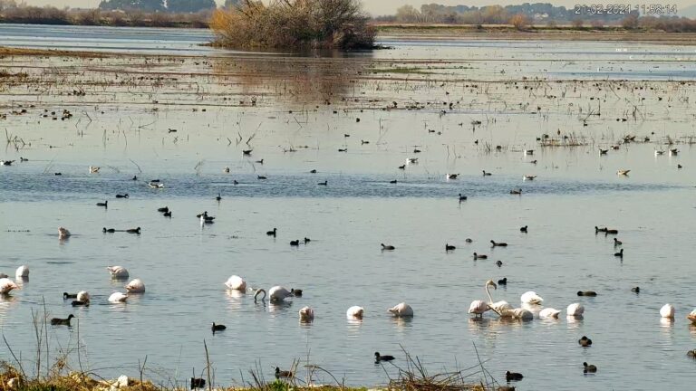 Parques Nacionales y SEO/BirdLife activan una cámara web en directo en las Tablas de Daimiel