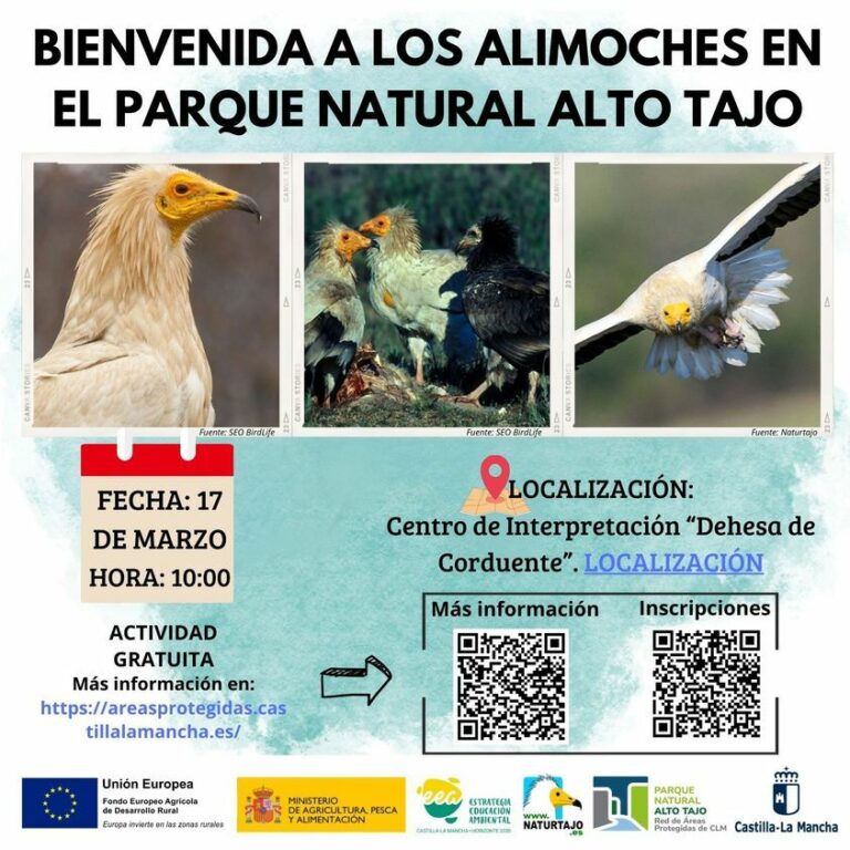 El Gobierno regional organiza una jornada de observación de alimoches durante su migración en el Parque Natural del Alto Tajo, Guadalajara