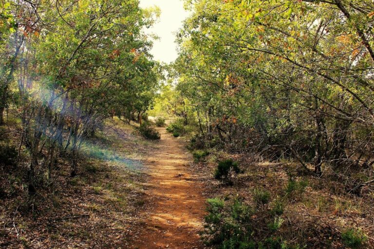 La masa forestal de C-LM ha crecido un 6% en la última década y permite captar agua por más de 2.900 millones de euros