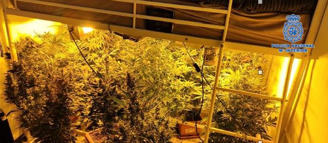 Desmantelado en Puertollano un grupo criminal dedicado a la plantación de marihuana