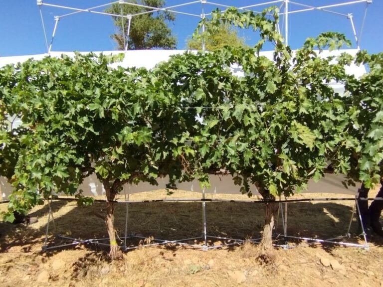 El Gobierno regional impulsa una investigación sobre el comportamiento en el uso del agua de 24 variedades de vid cultivadas en condiciones de sequía